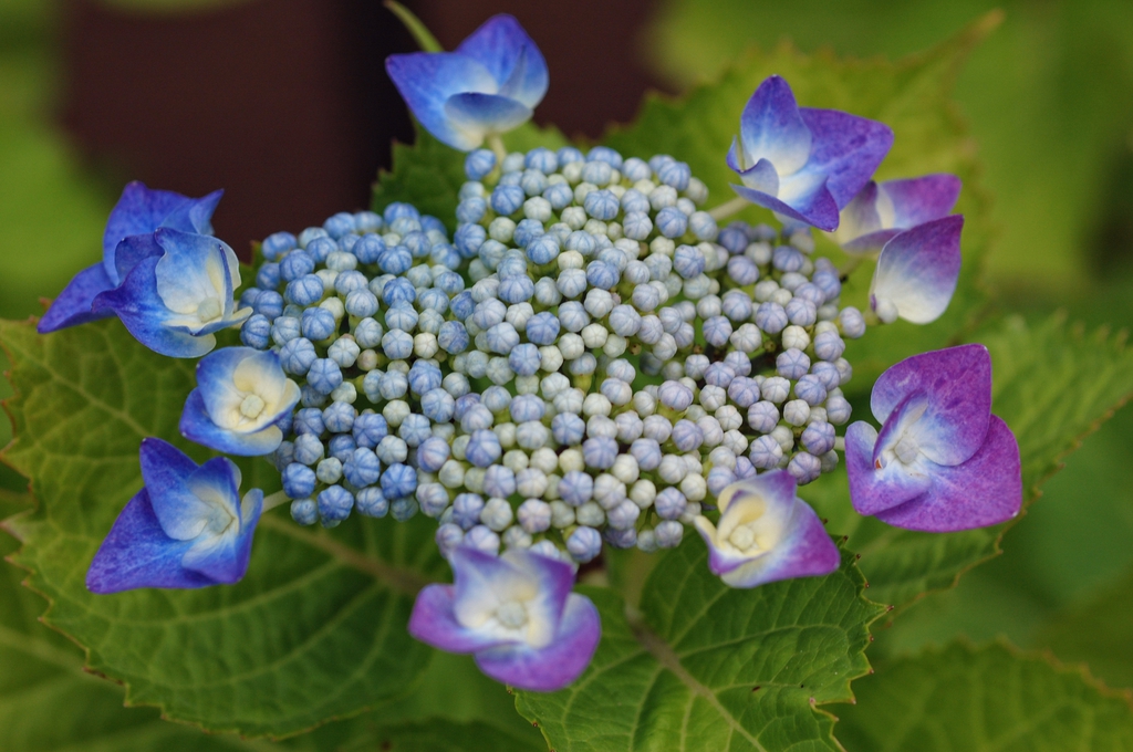 Hydrangea