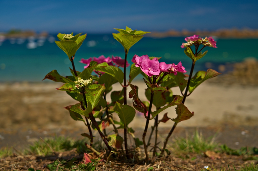 Hydrangea's form; near the sea