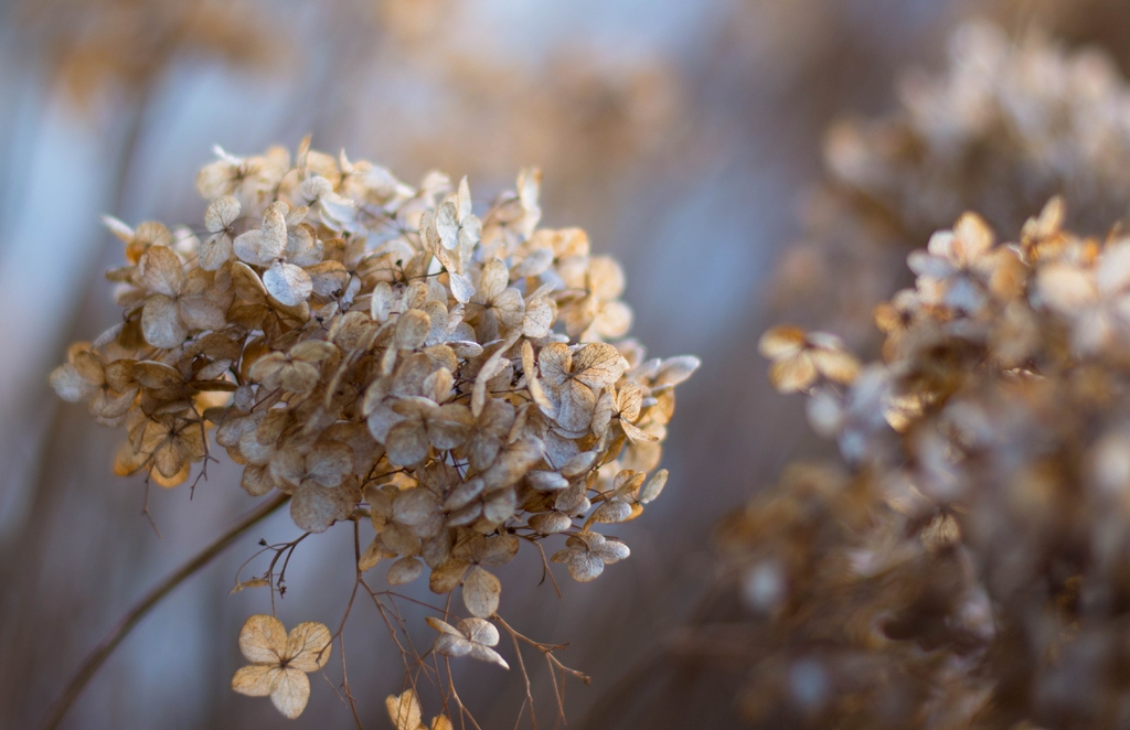 Hydrangea in winter