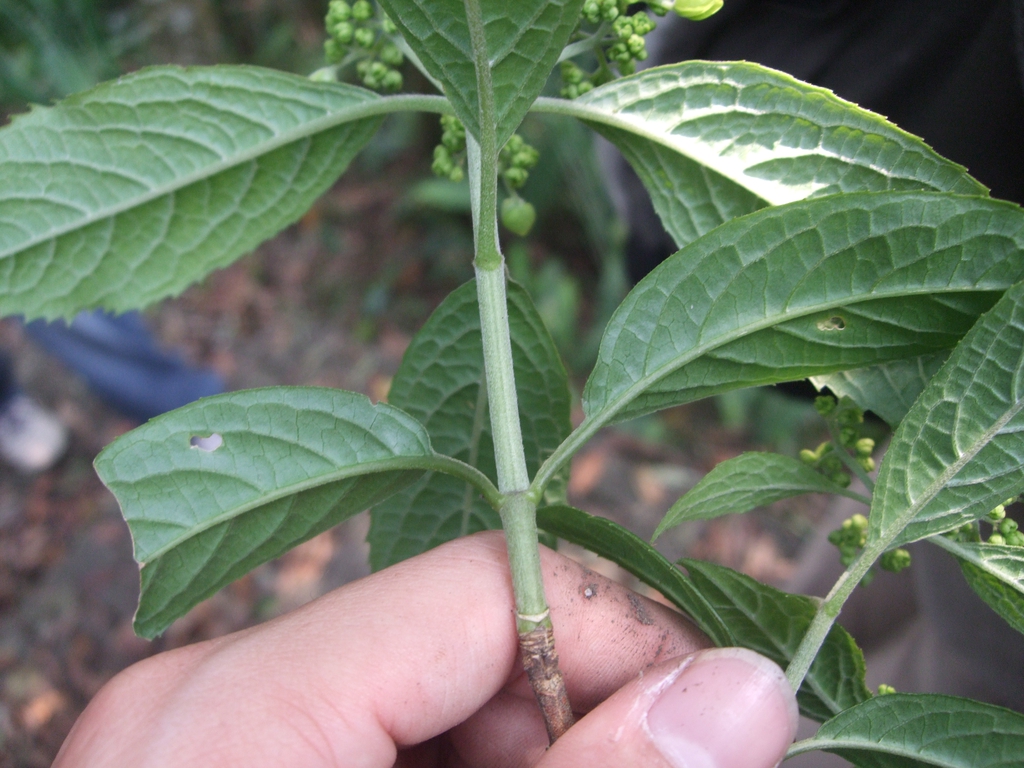 Hydranea leaves and stem