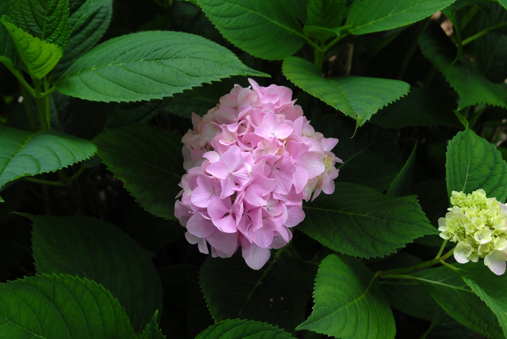 Hydrangea macrophylla