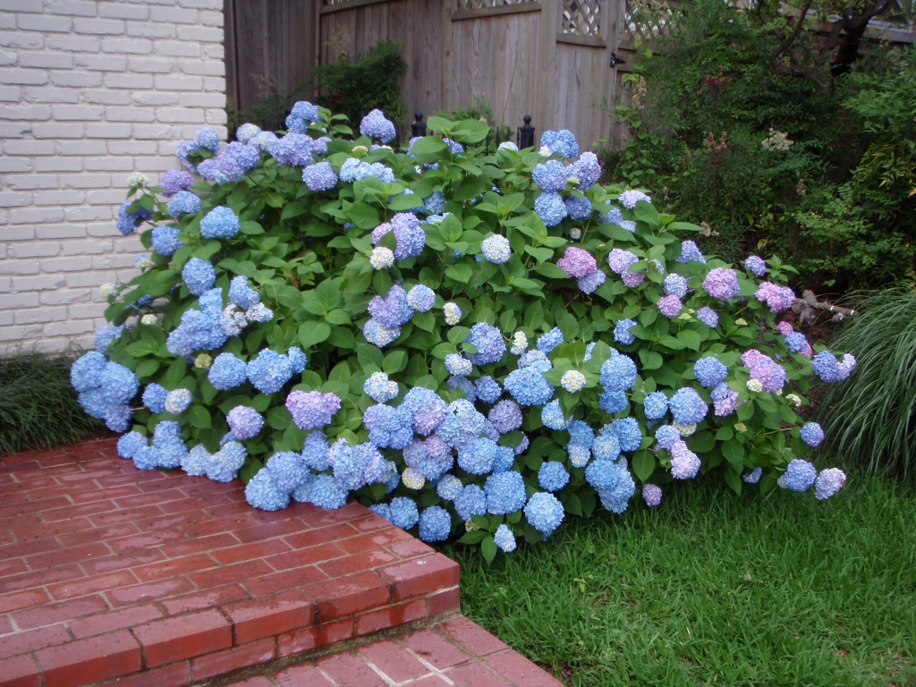 Hydrangea macrophylla