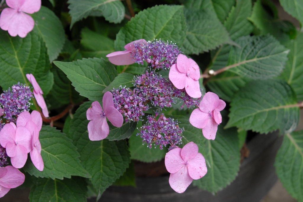 Hydrangea macrophylla