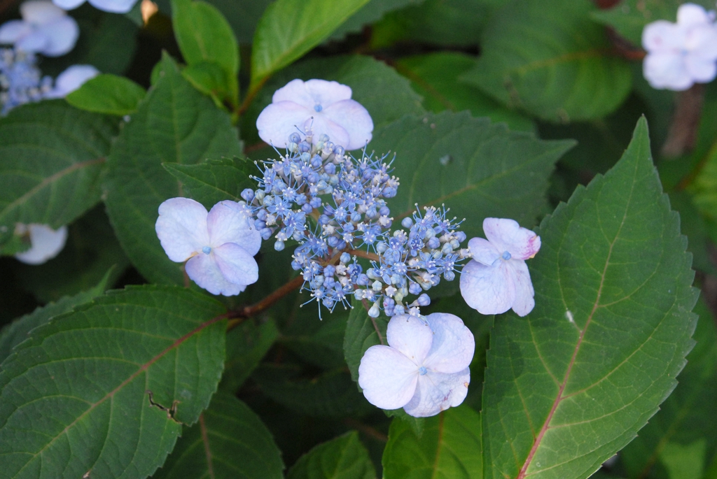 Hydrangea macrophylla