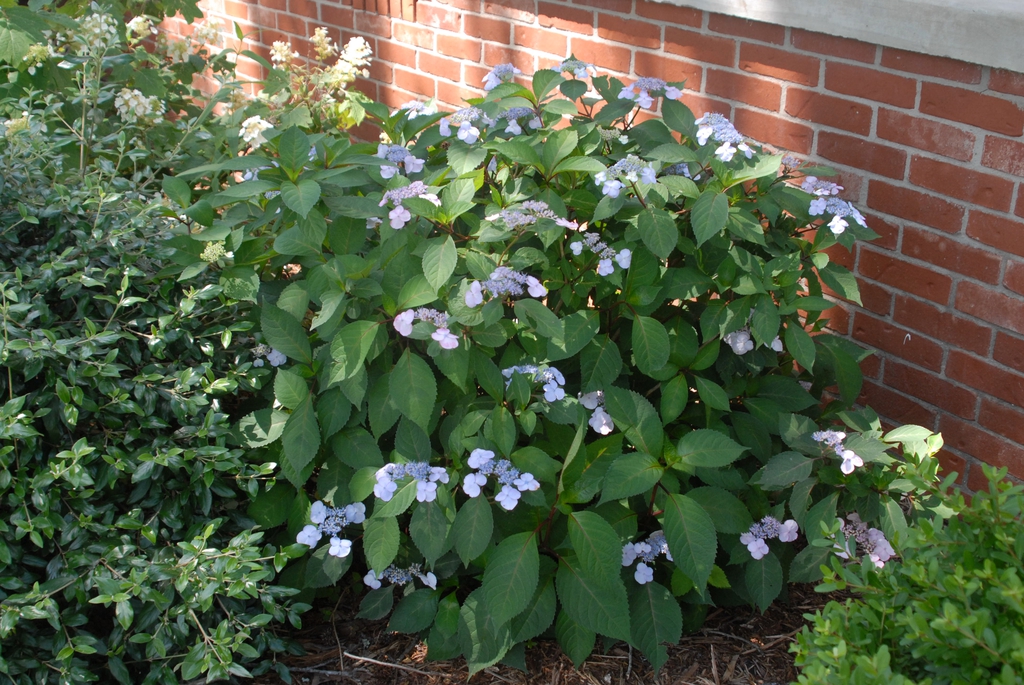 Hydrangea macrophylla