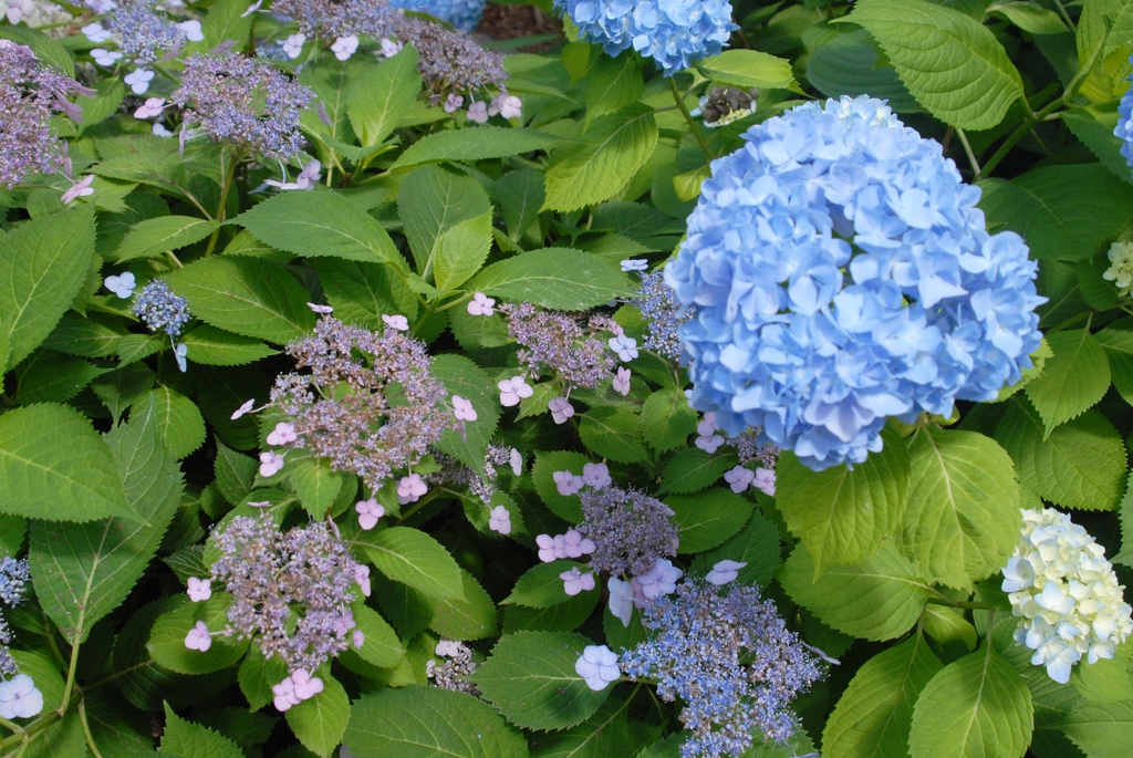 Hydrangea macrophylla lacecap mop 050912 LIT