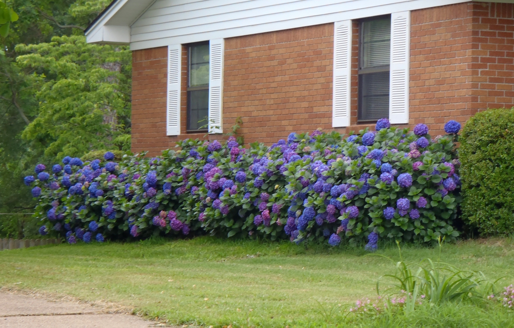 Hydrangea macrophylla