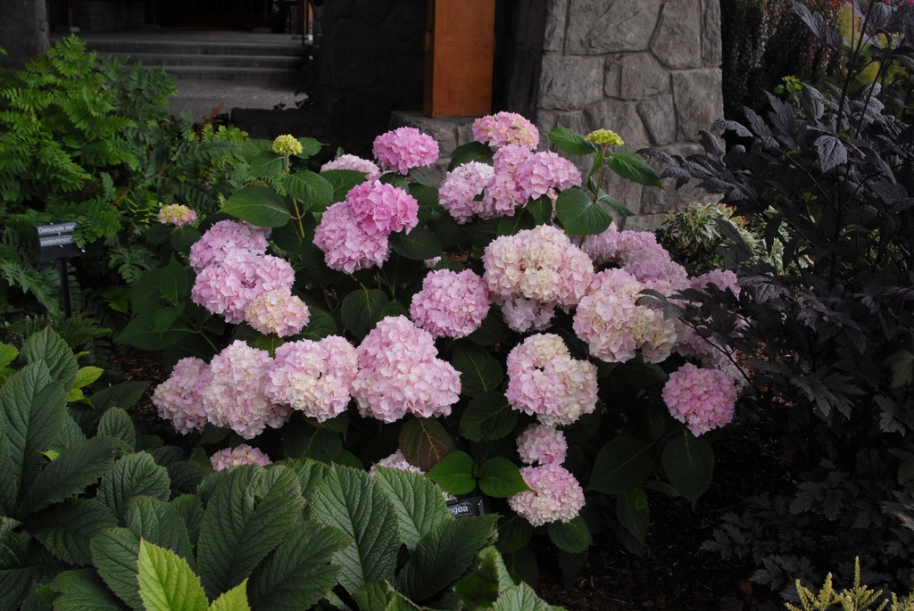 Hydrangea macrophylla