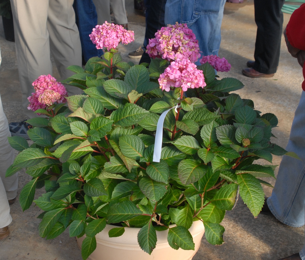 Hydrangea macrophylla