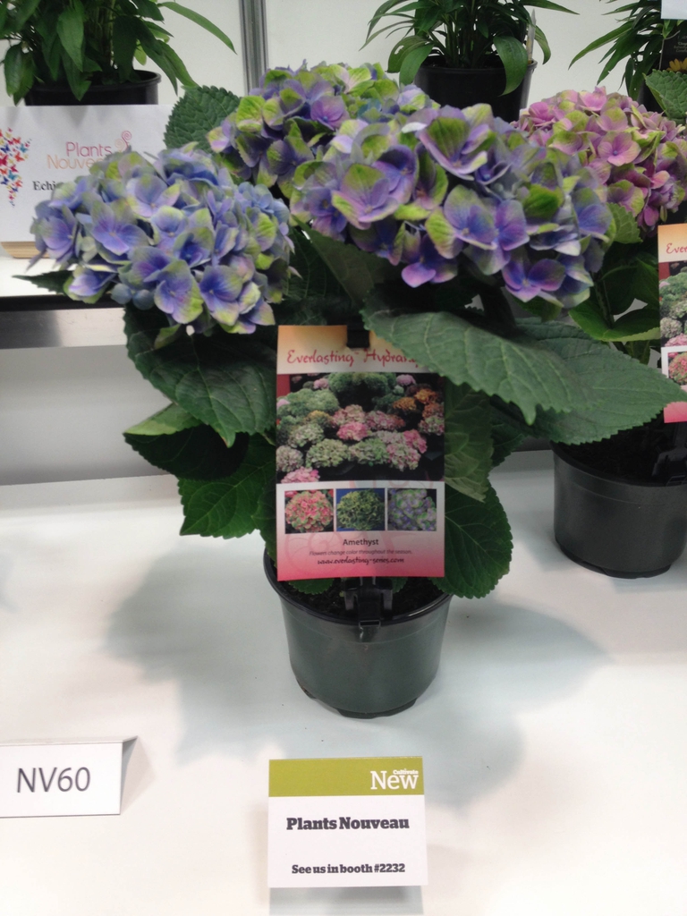 Hydrangea macrophylla