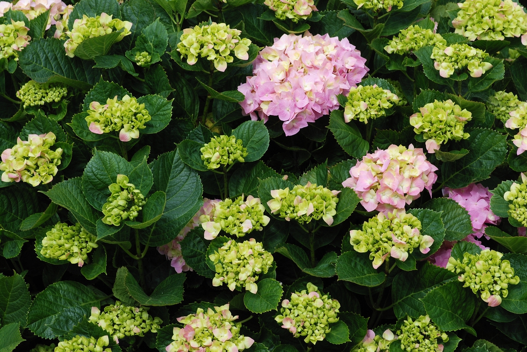 Hydrangea macrophylla leaves and flowers