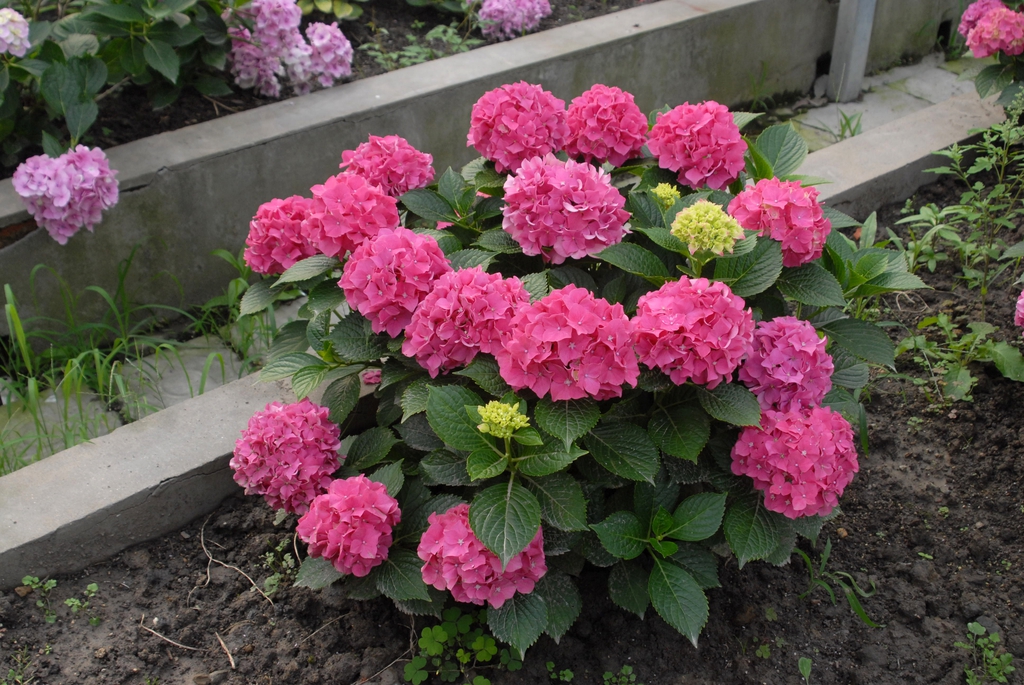 Hydrangea macrophylla