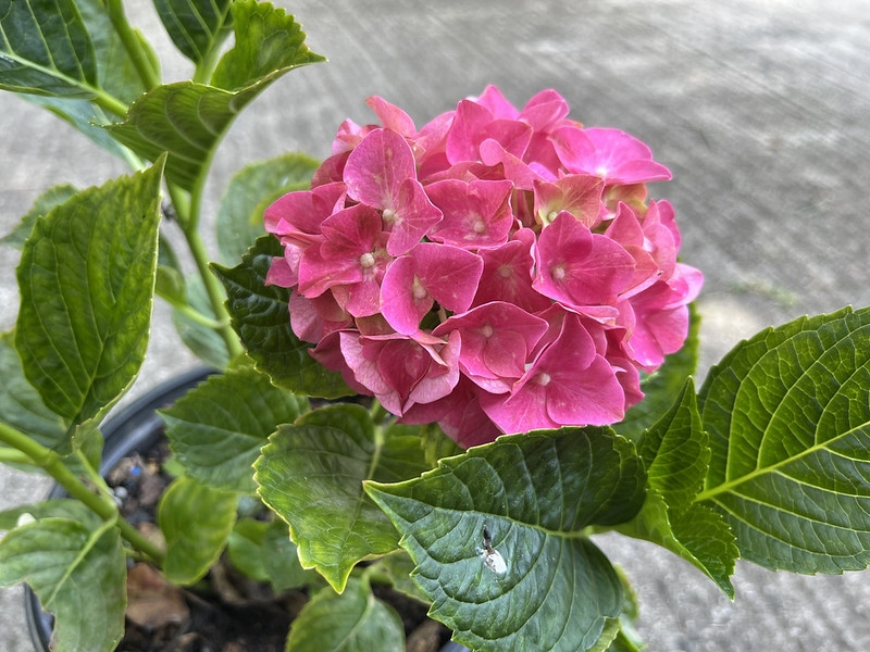 Close-up of a dark pink mop-head hydrangea