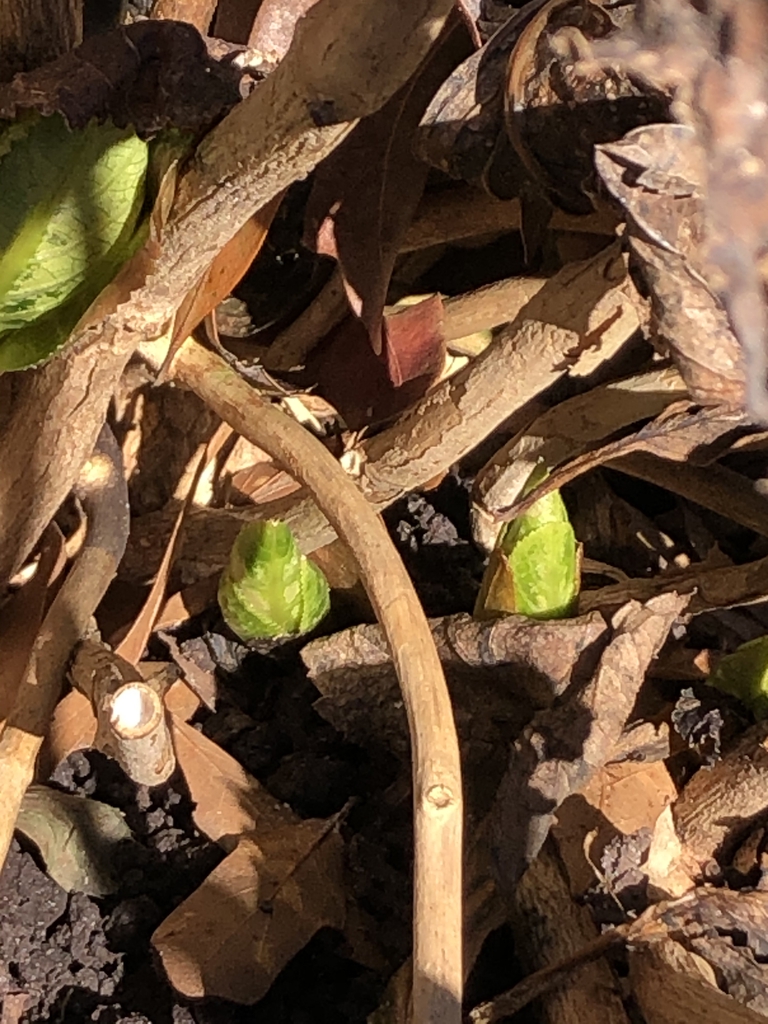 Hydrangea macrophylla