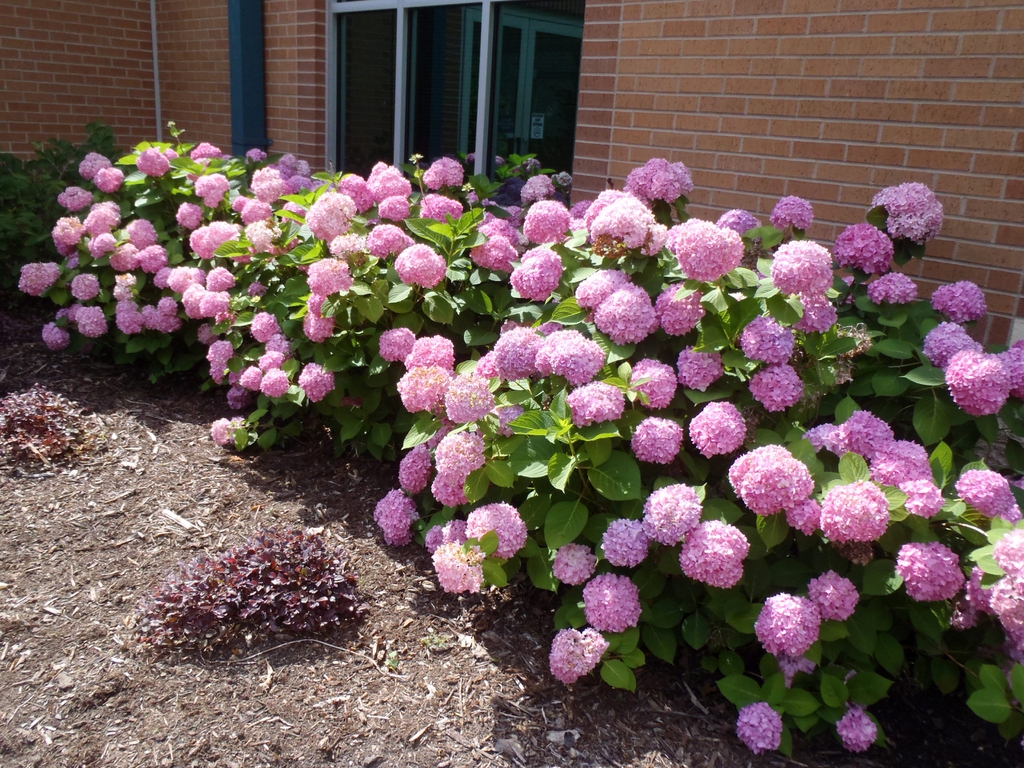 Hydrangea macrophylla