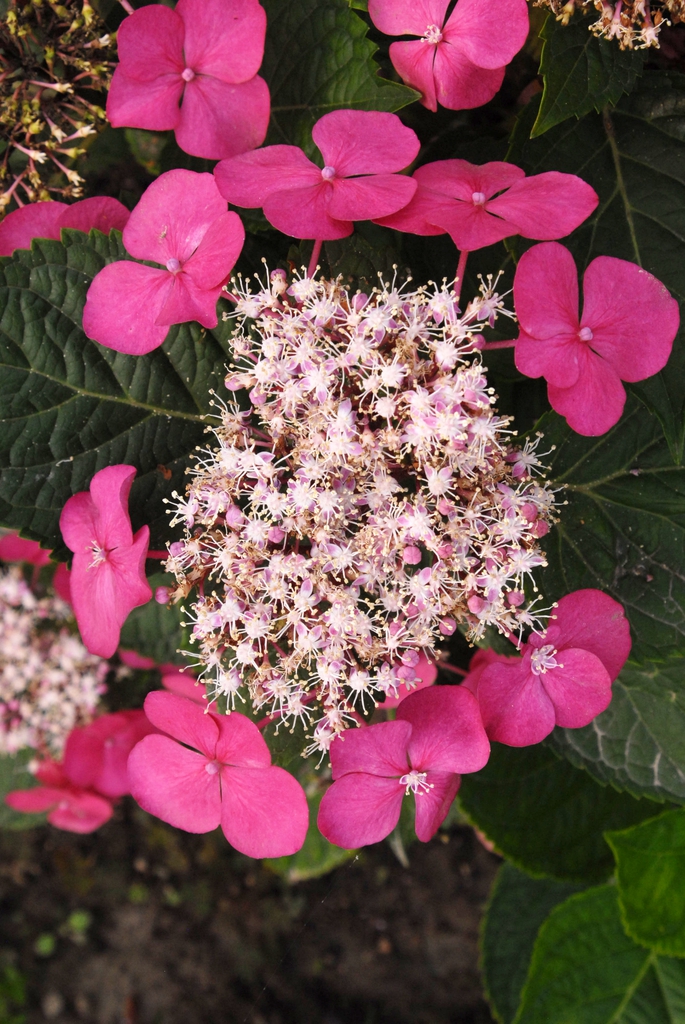 Hydrangea macrophylla