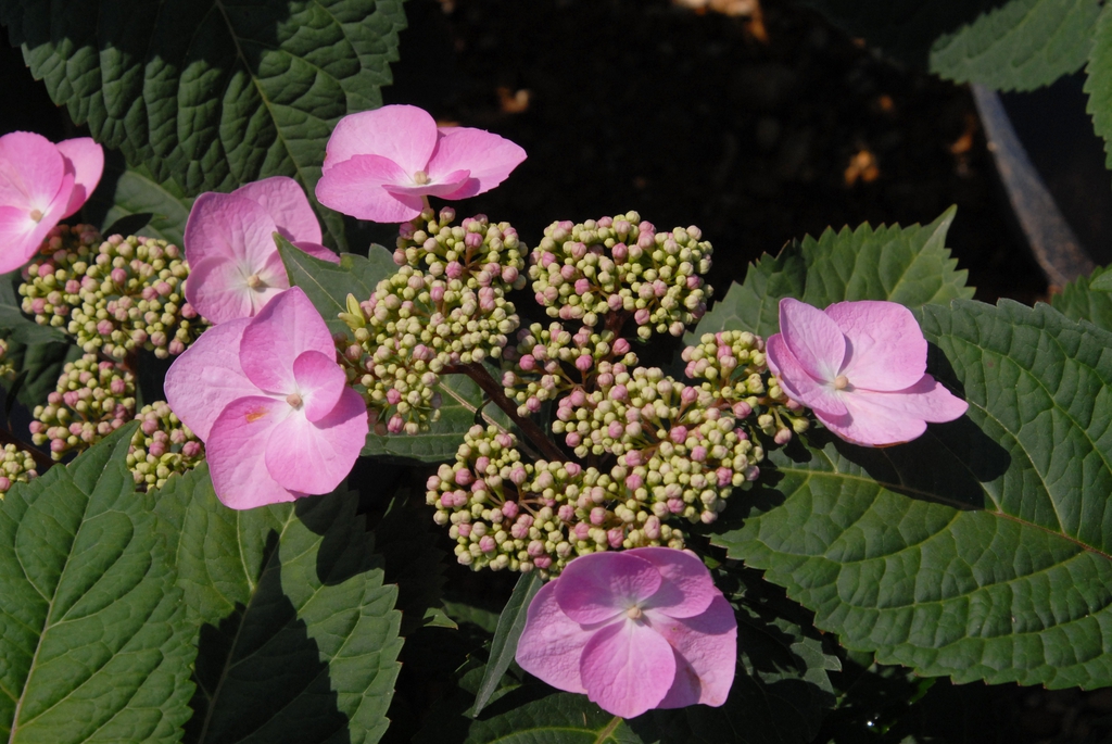 Hydrangea macrophylla
