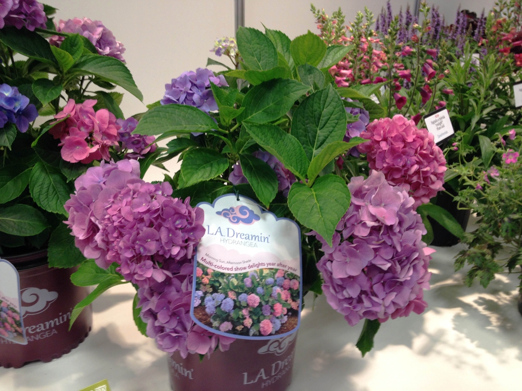 Hydrangea macrophylla