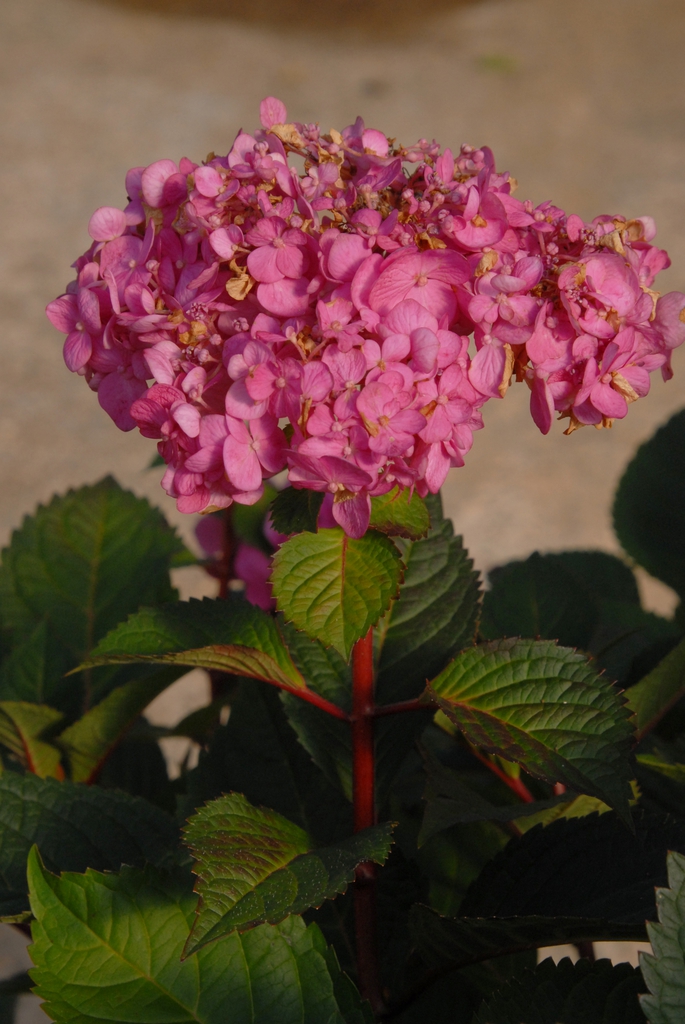 Hydrangea macrophylla