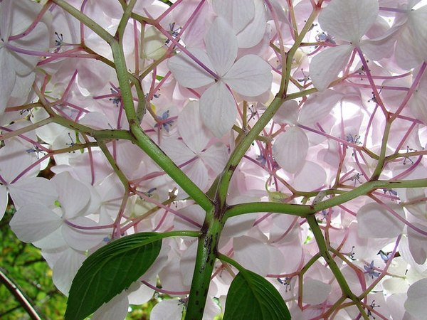 Hydrangea macrophylla