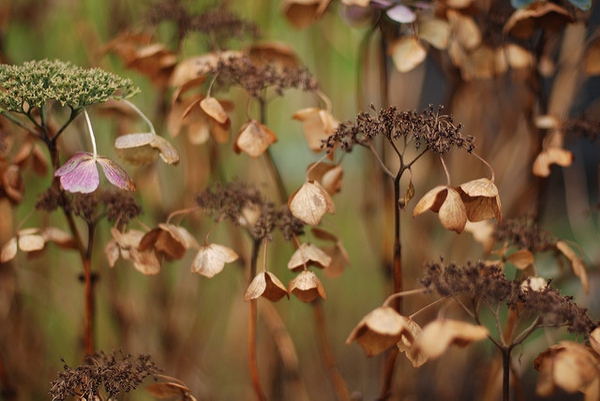 Hydrangea macrophylla