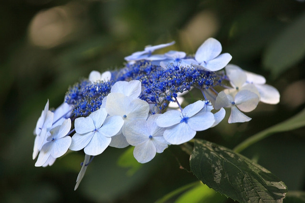 Hydrangea macrophylla