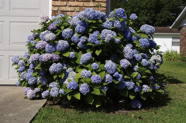 Hydrangea macrophylla