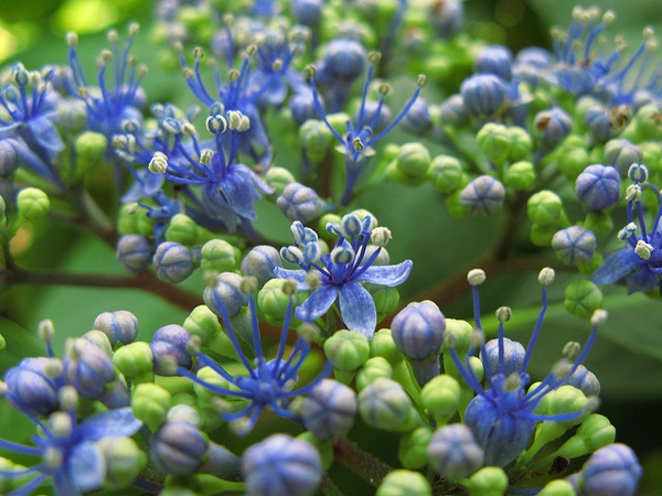 Hydrangea macrophylla