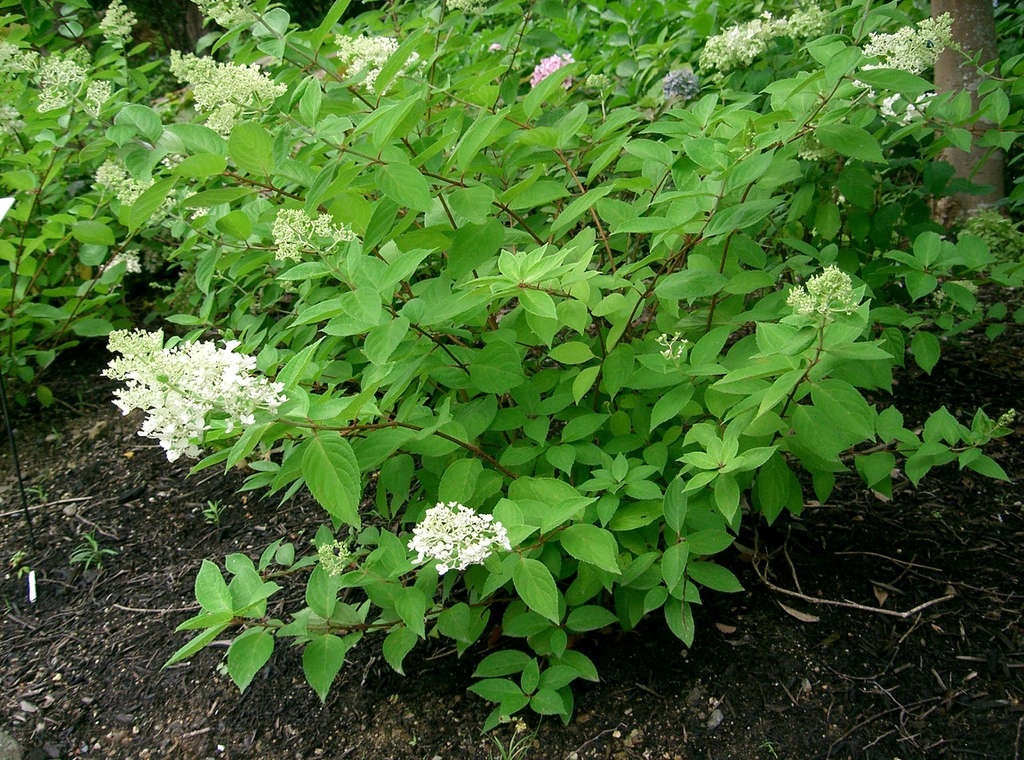 Form