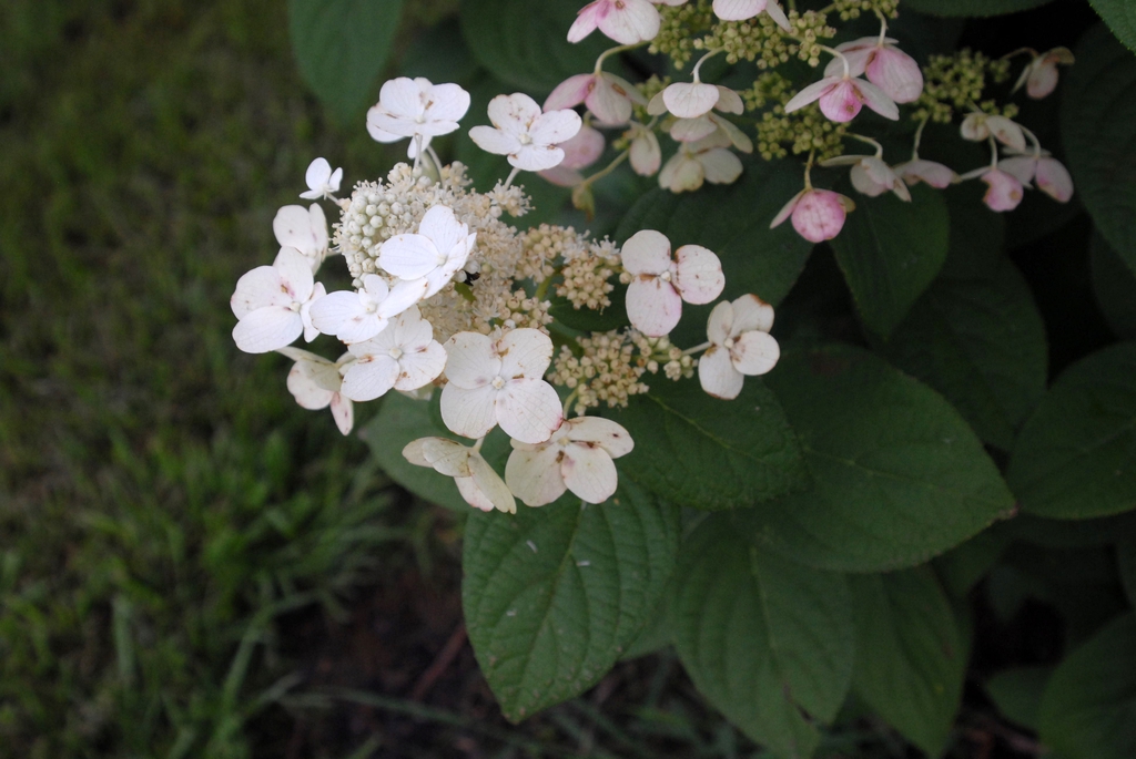 'Quickfire' Flower