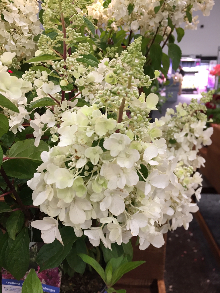 Panicles of white flowers.