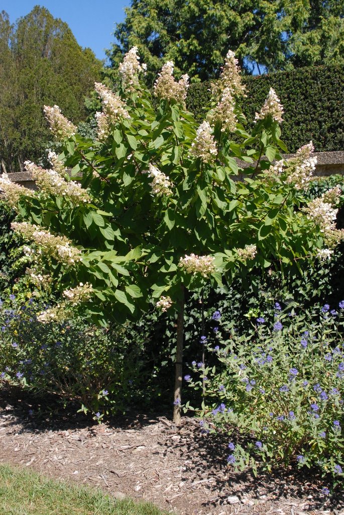 Hydrangea paniculata