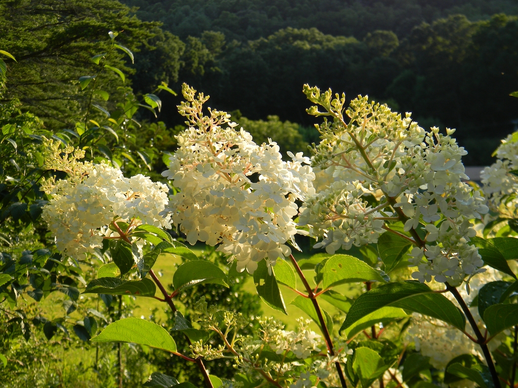 'Renhy' Flowers - Summer - Buncombe Co., NC