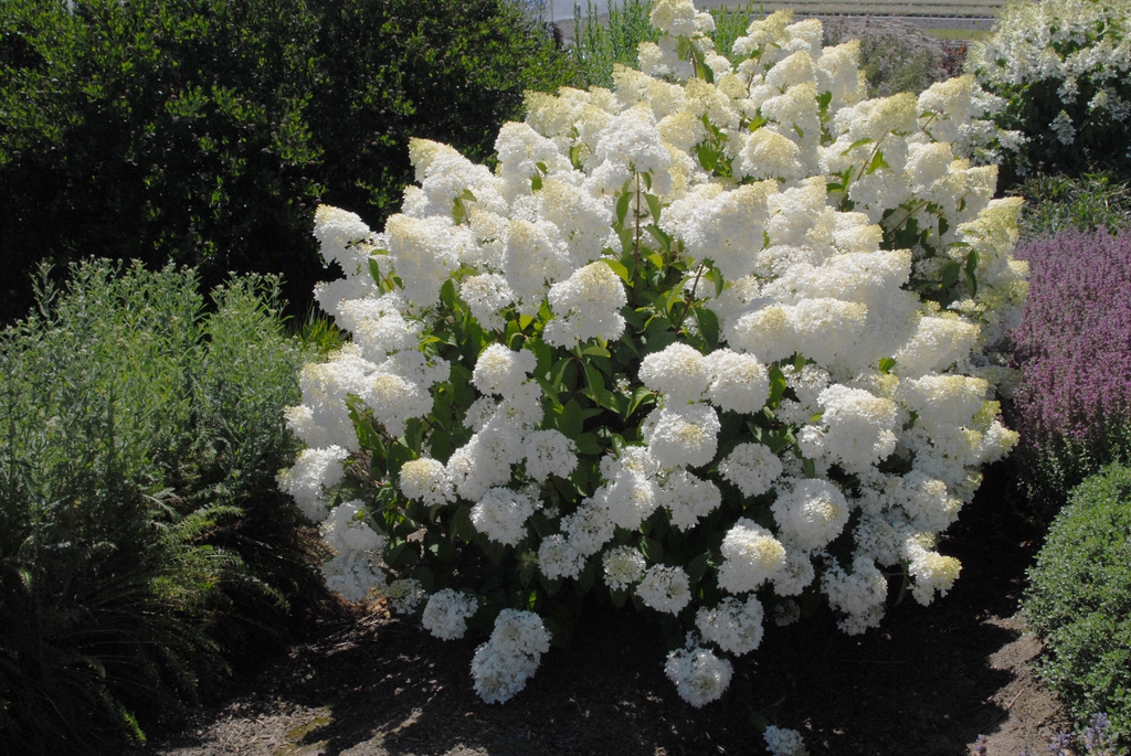 Shrub covered with conical panicles of white flowers.