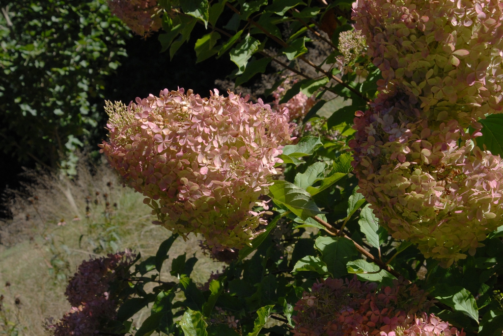 Hydrangea paniculata