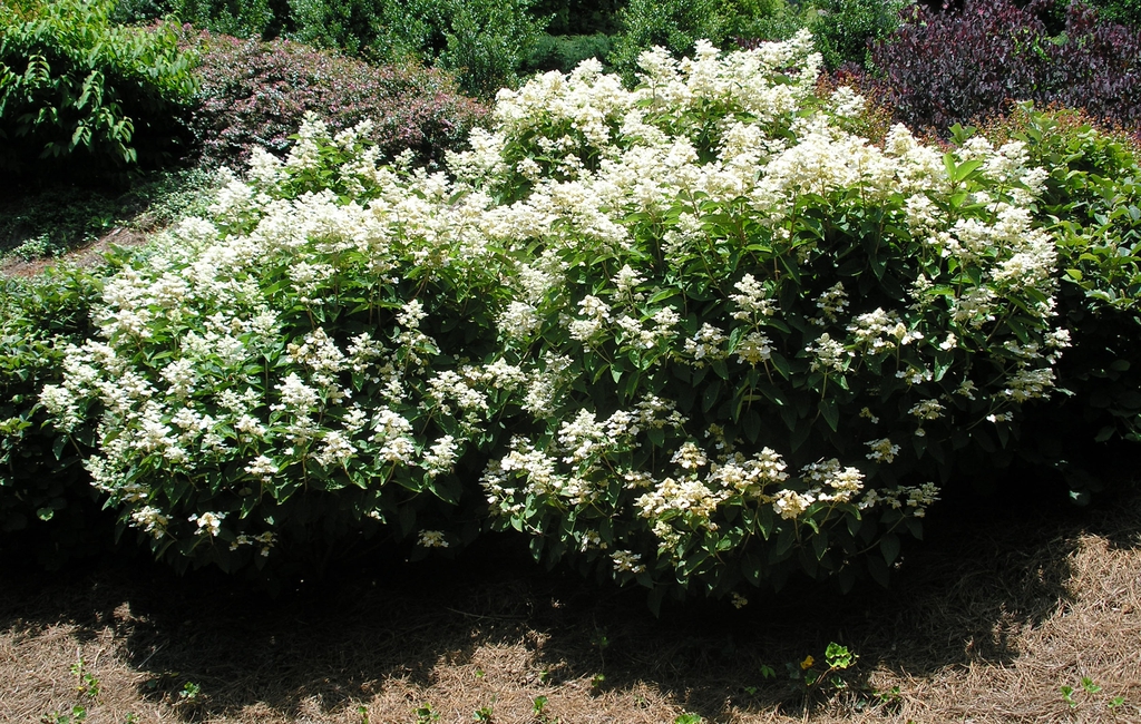 Shrub with terminal conical panicles of white flowers.