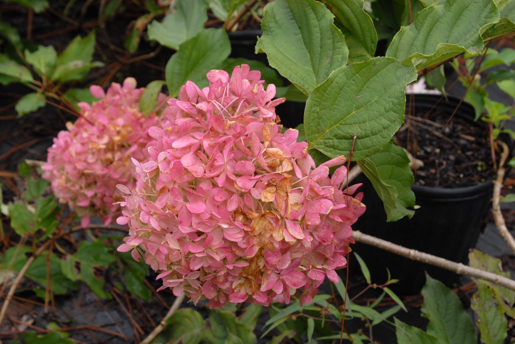 'Phantom' Flower Close-Up