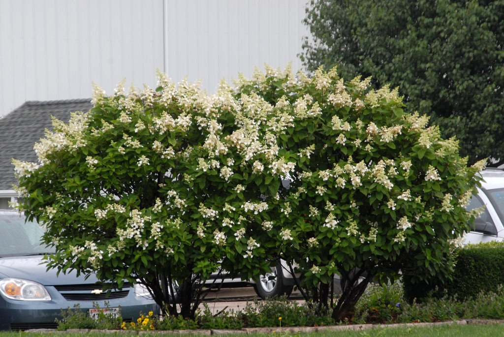 2 large shrubs with terminal, conical panicles of white flowers.