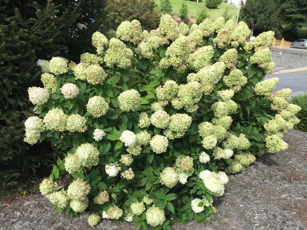 'Little Lime' Form in bloom Asheville, NC