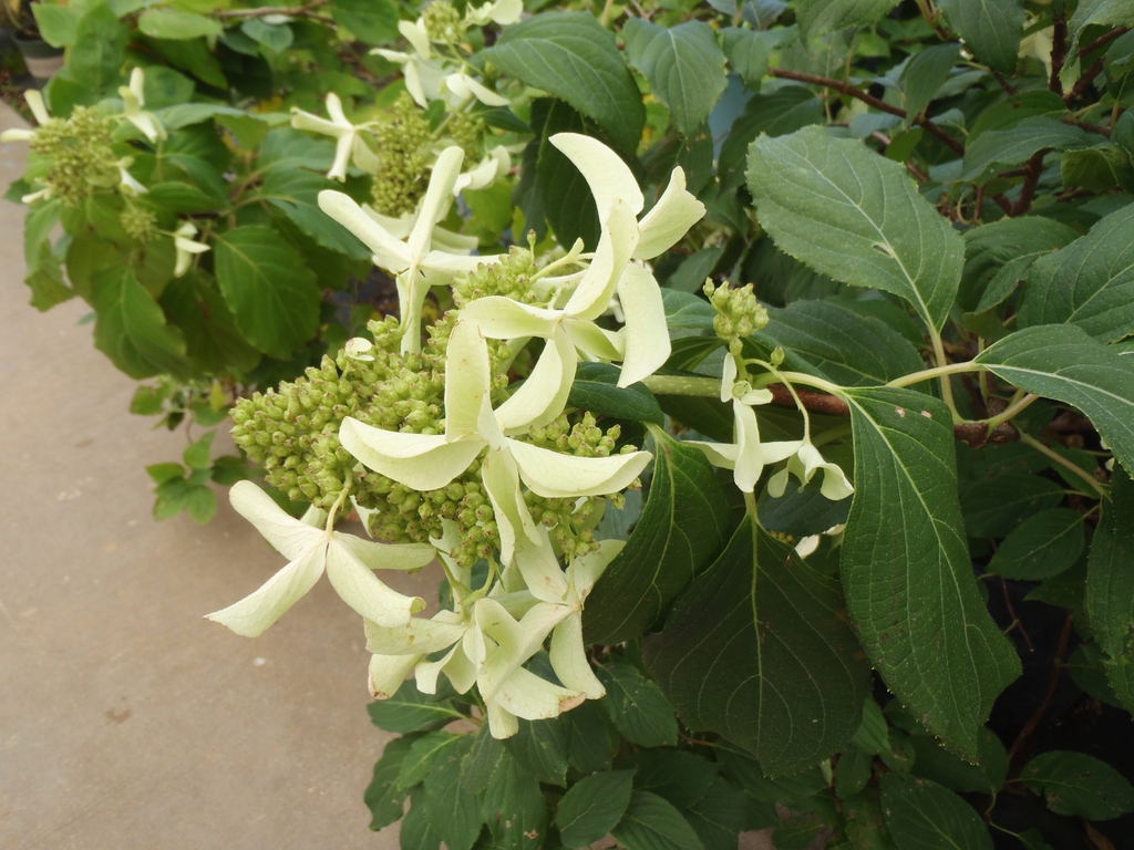 Conical panicles with a few very large white flowers.