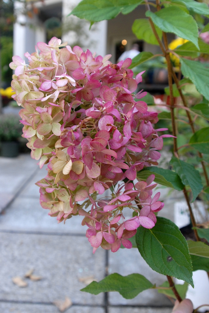 Hydrangea paniculata 'Limelight'