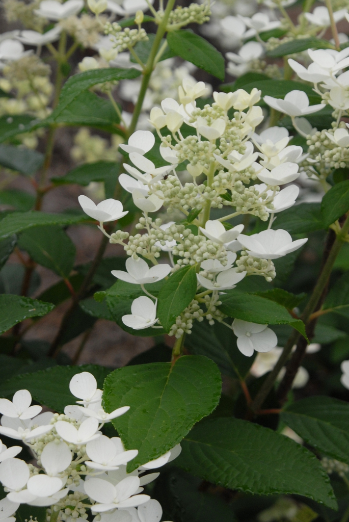 Hydrangea paniculata