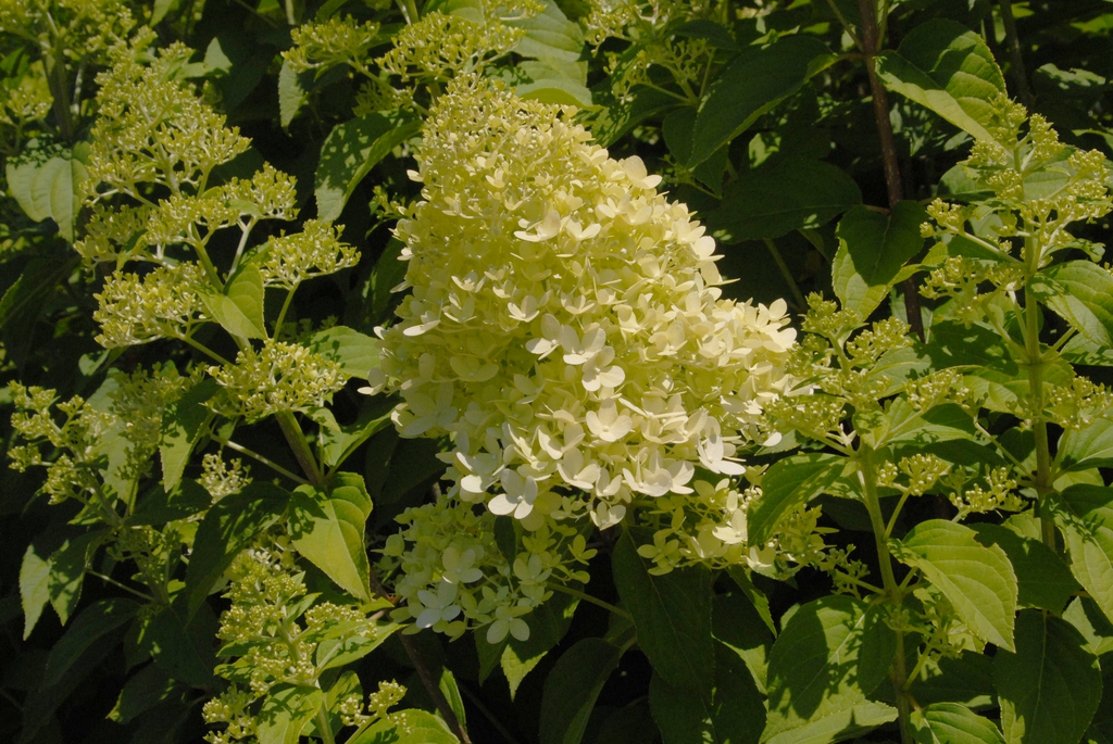 Hydrangea paniculata 'Limelight'