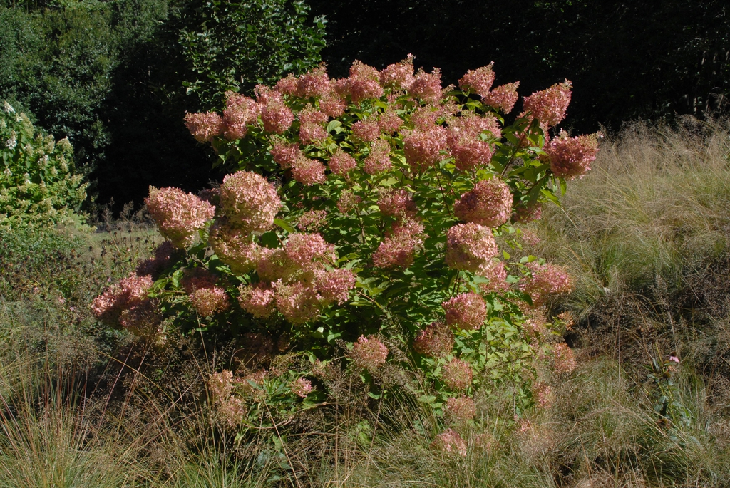 Hydrangea paniculata