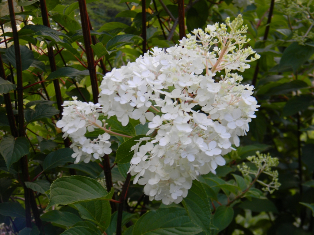 'Renhy' Flower - Summer - Buncombe Co., NC