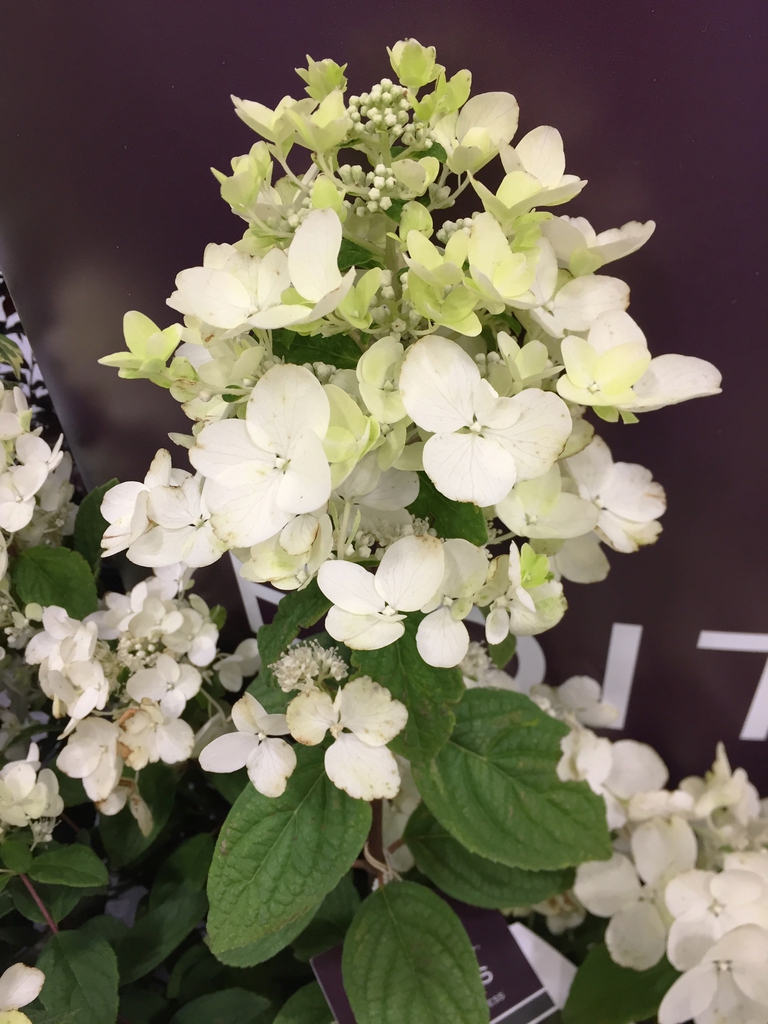 'White Diamonds' flowers