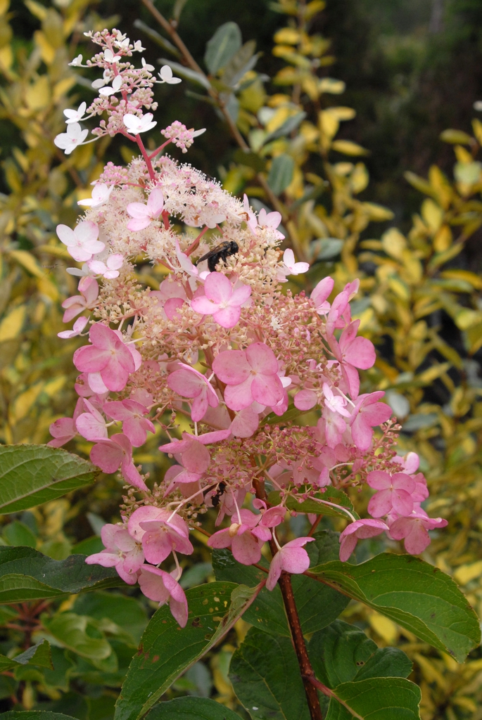 Conical panicles of flowers aging to pink.