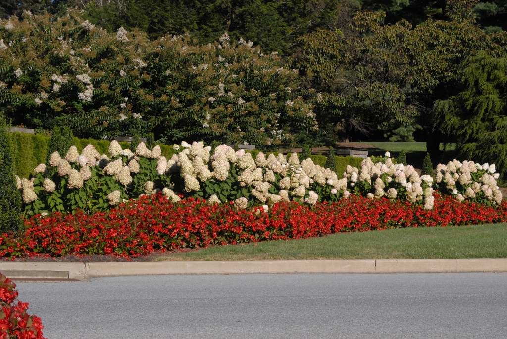 Hydrangea paniculata