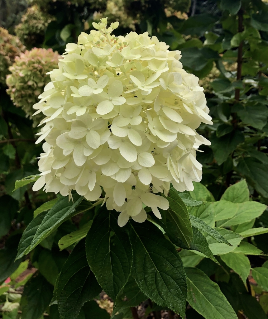 Pyramidal large panicles of flowers