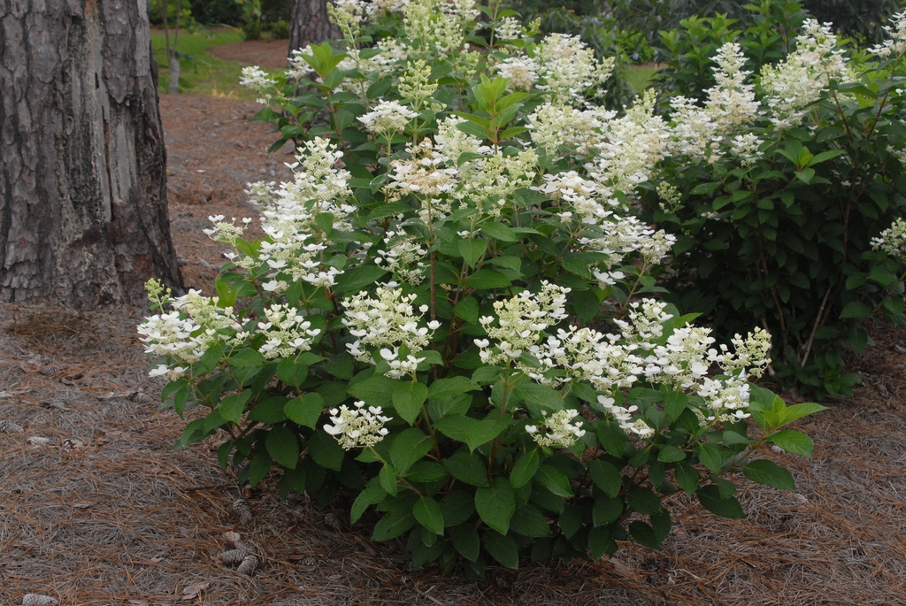 Hydrangea paniculata